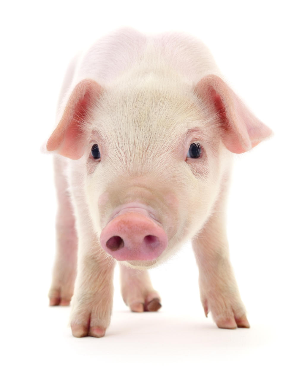 Pig who is represented on a white background
